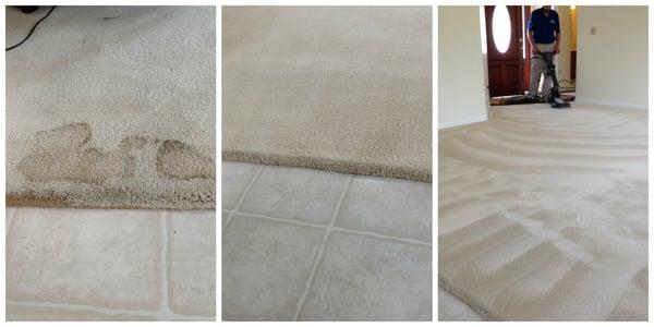 Carpet Cleaning