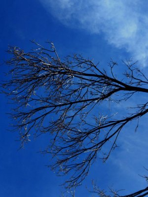 Typical ash branch.  All the weight is at the end of the branch, which catches more snow and wind.