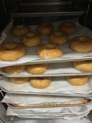 Freshly made bagels