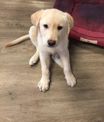 Cooper is learning sit in Ultimate Puppy School with Ray the puppy trainer