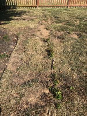 Photo taken 9.19.19 (grass was killed by American Lawn Brothers in April).... :(