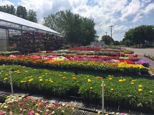 Windy Hill Flower Farm