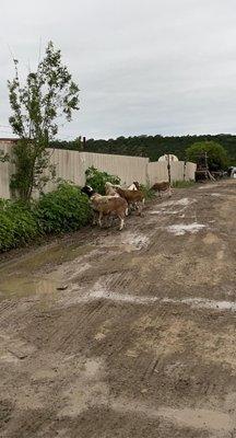 The Hwy 195 goats taking a lunch break from their daily routine of patrolling the yard. lol