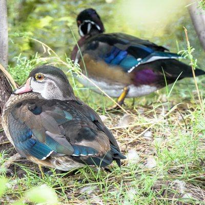 Female and Male