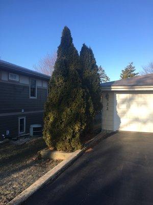 Arborvitaes overgrown touching garage