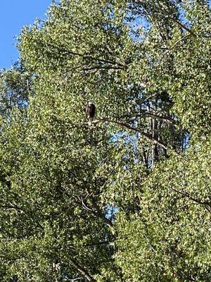 One of many bald eagles spotted during our trip.