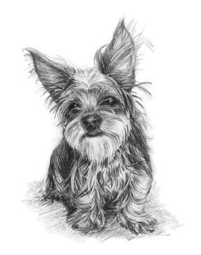 Pencil portrait of my Yorkshire Terrier, 'Beloved'