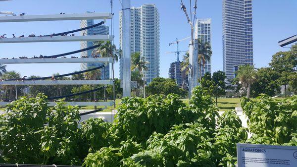 Basil bushes with Miami skyline