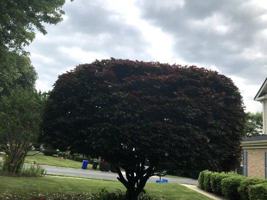 pruning tree