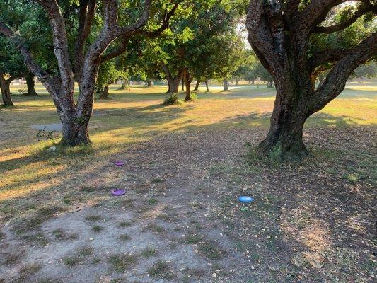 None of our discs made it through these two trees on our drive. Tree-nied!