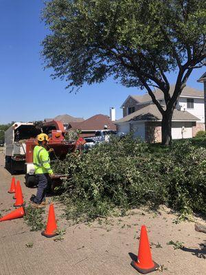 Tree cutting