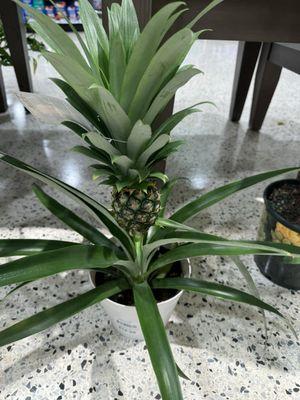 Pineapple plant