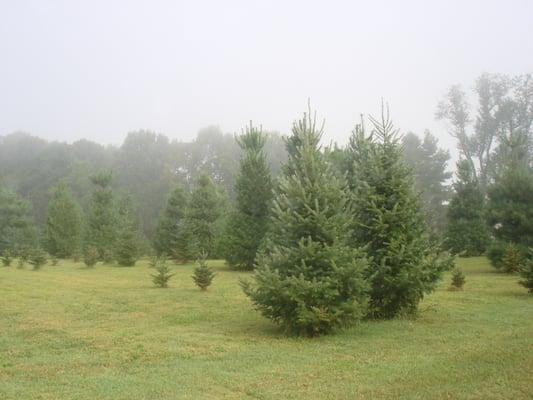 Beautiful Canaan Fir, Fraser Fir, and White Pine.