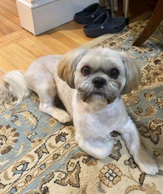 3-Year Old Shih Tzu named Cairo