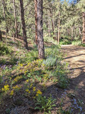 Round Mountain Nature Trail | Instagram: @telephonesmoothie