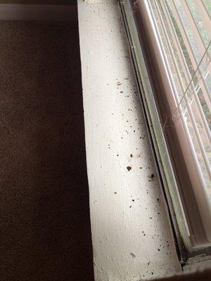 Debris left like this on all the windows, tiny dead bugs