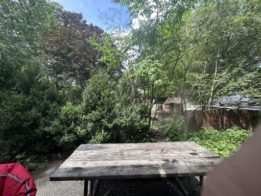 Camp table and shrubbery separating campsites with a worn path from cut-through traffic