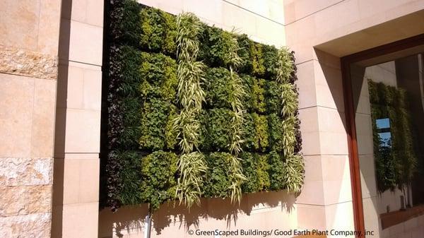 Residential Living Wall