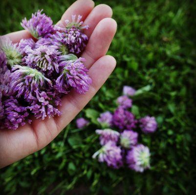 Foraging Wild Herbs