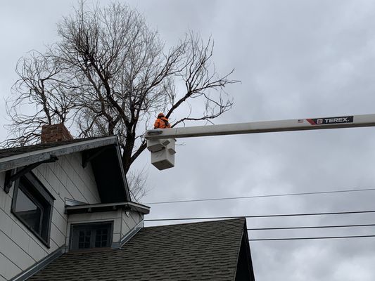 Ironwood removing a large, dead Elm Tree. They can get the largest of trees removed and make it look easy!!