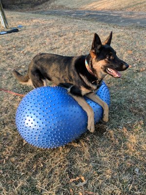 Puppy Rye is learning to balance on our agility ball