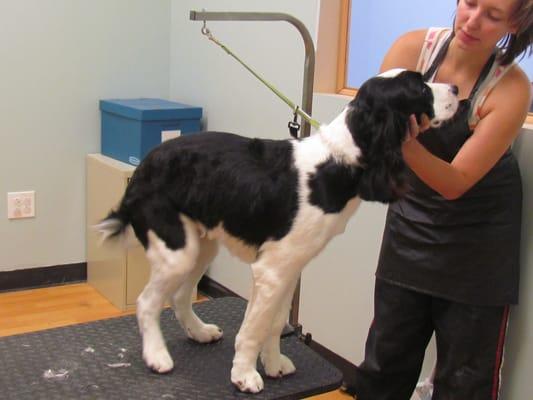 Scooby after his groom.  What a good boy.