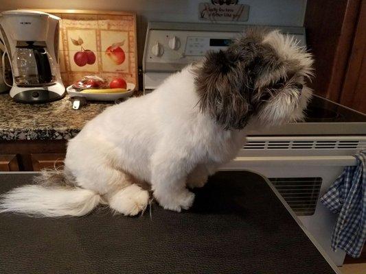 Yogi after fluff dried