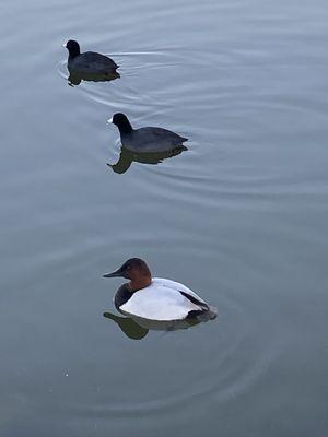 Red Head with a couple of American Coots.