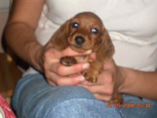 Prixi as a puppy