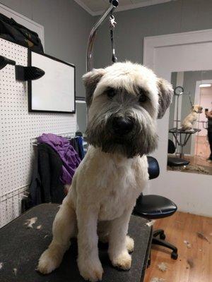 Puppy's first groom