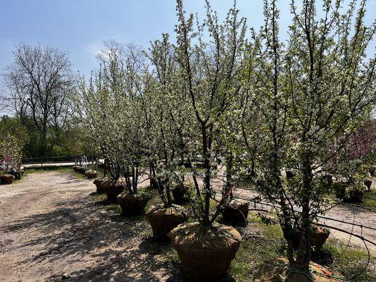 Wasco Nursery & Garden Center