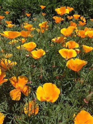 California poppy, one of the 40 different varieties of medicinal and culinary herbs we grow in our Mandala Herb Garden.