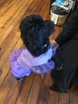 Pippa is sporting a special Parisian Pet Party Dress to wear to her special day. It was picked out by her mom here at Buddy's a Pet's Store