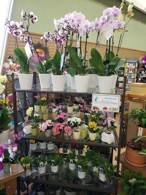 Easter plant display