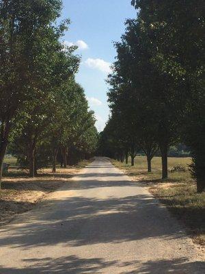 Tree-lined pavement