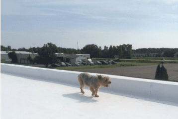 Scrappy out on Commercial Roof Inspection