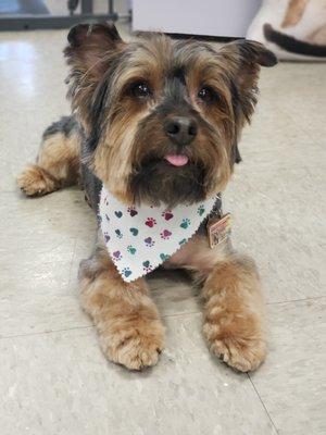 Miko after his cut! Looking handsome!