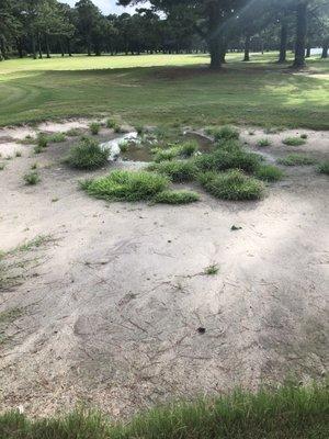 Bunkers had their own little forest!