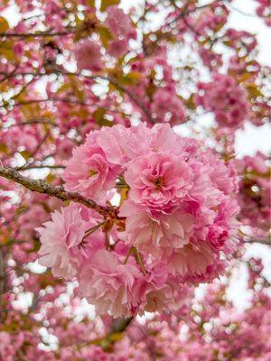 Kwanzan cherry blossoms