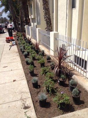 Drought resistant landscaping.