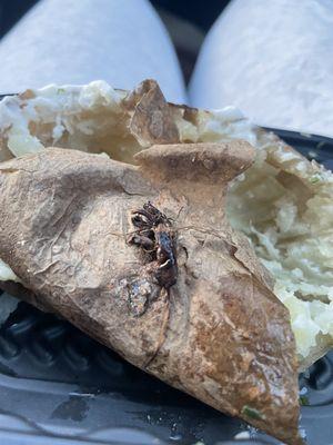 Baked potato with bug on bottom