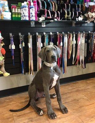 We have the best dog collars and leashes in town!