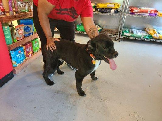 This is my Border Collie/ boxer mix after being groomed by the wonderful crew at Red Rover!