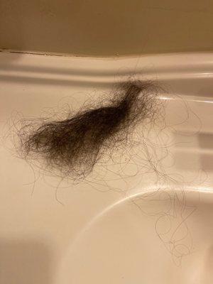 This is the hair I pulled out from him tangling it up at the bowl.