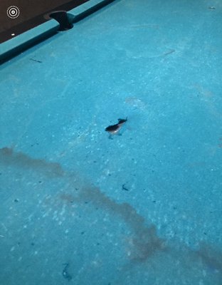 Trashed pool table.