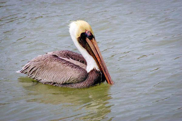 Brown pelican