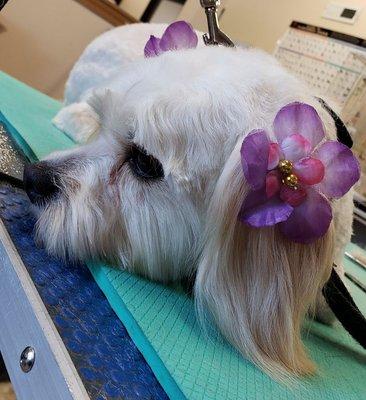 Sweet Pea taking a little break between grooming. shes such a sweet little girl!