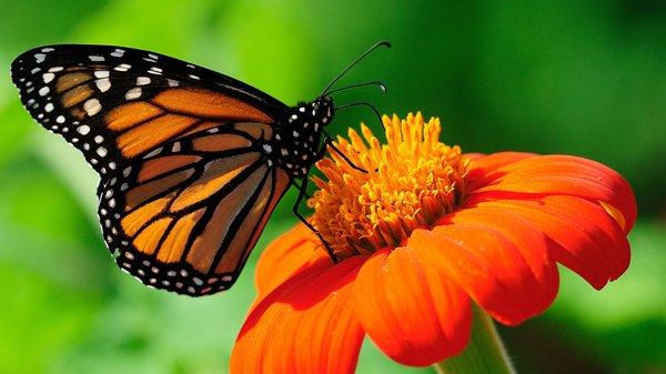 Monarch Butterfly