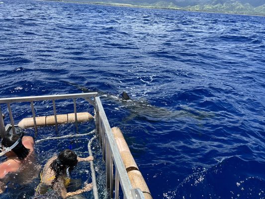 Haleiwa Shark Tours