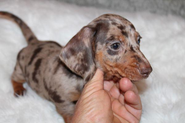 Select Dachshunds